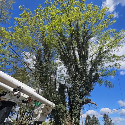 Large tree maintenance